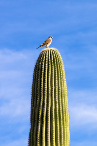 Bird on a Cactus