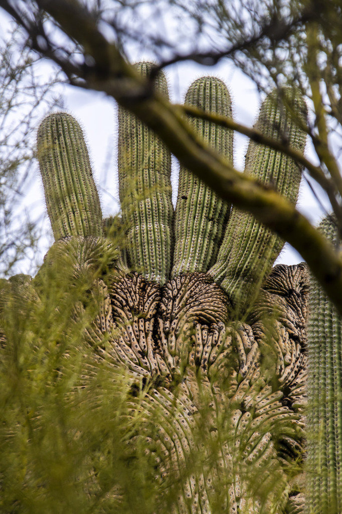 Hidden Saguaro
