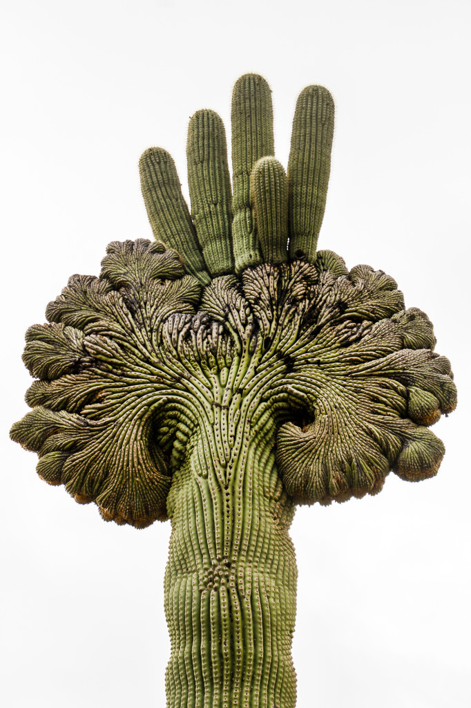 The Crested Saguaro