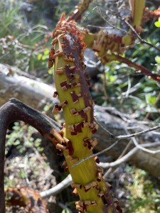 Cool Arbutus tree