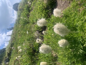 hippie-on-sticks. Or Truffula trees if you ask Dr. Seuss