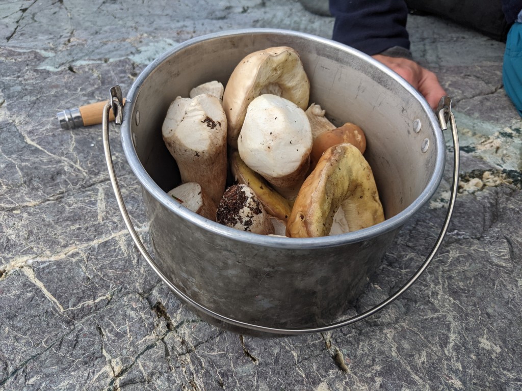 Boletes for the frying pan