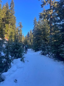 The trail covered in snow, now enough for adequate skinning. The sky is blue and cloud-free, the trees are glowing in the sunlight. Three people are in the picture skiing uphil. 