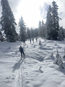 Seven skier skinning along the snow covered ground. The ground is relatively flat along the ridgeline. Tall trees are covered in snow and line the ski track.