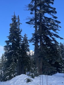 A snowy mountain peeks through the trees. In front of the trees are two pairs of skis and poles on the snowy ground. 