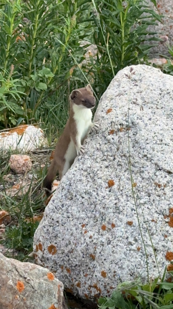 Eurasian Stoat. PC: Ben Sommerfeld