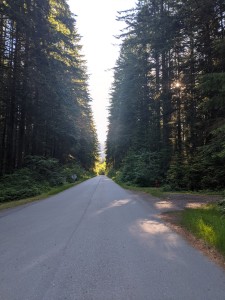 Seymour demo forest bike path