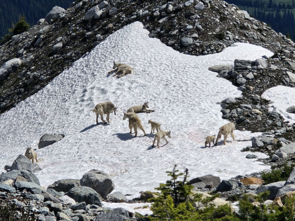 The goats of Hermit Meadows