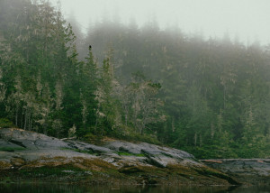 An eagle in the mist