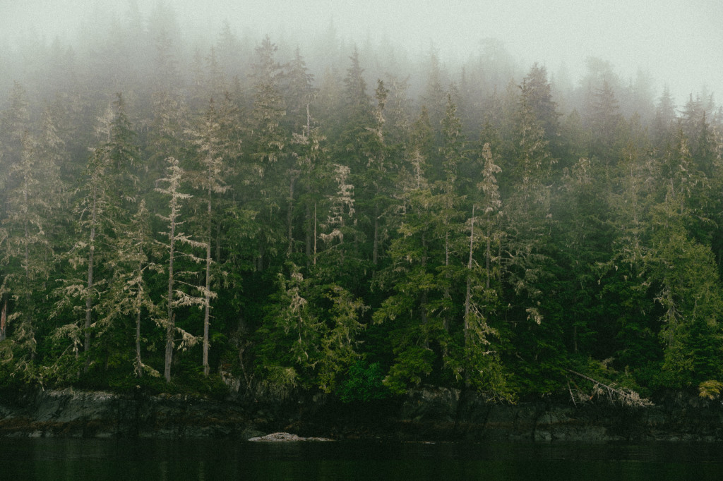 The damp shores of the Broughton Archipelago