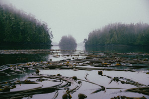 Kelp forests in the Plumper Islands