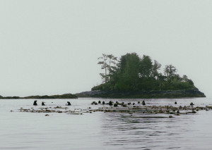A whole buncha sea otters!