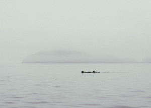 A sea otter in front of Ksulidas Island