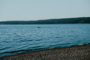 A minke whale swimming by Cormorant Island