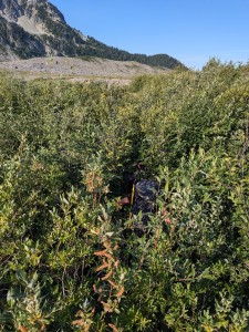 bush
