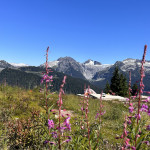 Fireweed at Elfin Lakes