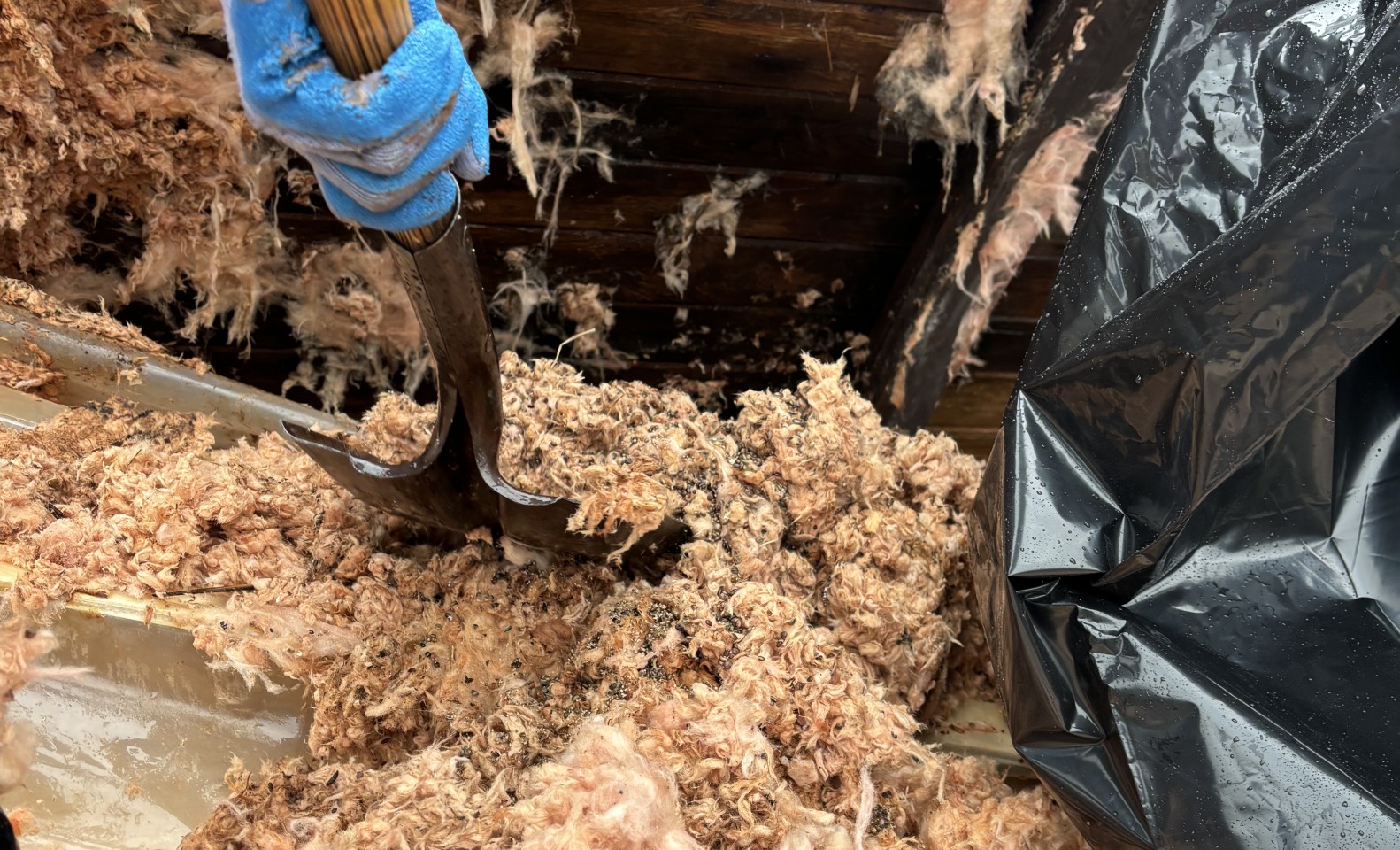 Aaron bravely shovels insulation and rat poop into a contractor bag. PC: Quintus