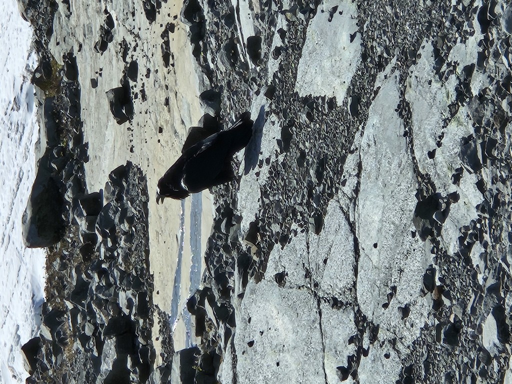 Raven singing its mating sond