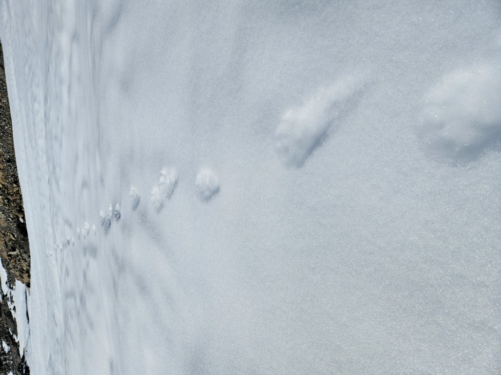 Wolverine tracks