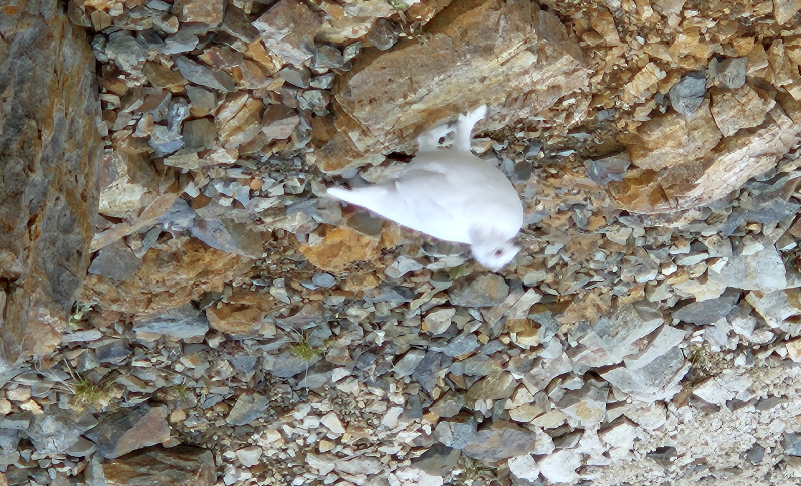 Ptarmigan