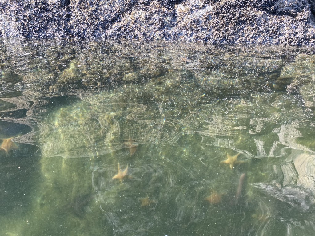 ...and nearby starfish