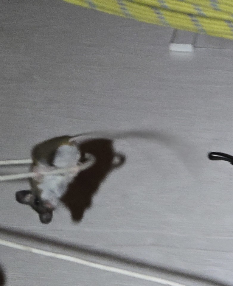 A mouse sends your proj