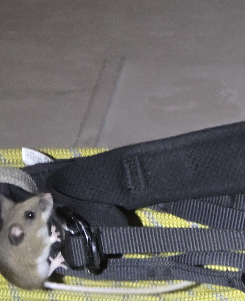 Hanging gear does not save it from the mice