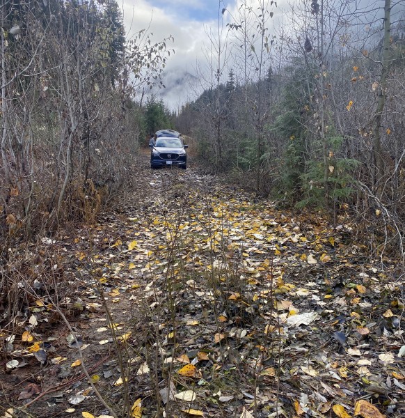 Alder blocks the way. A future workhike should finish clearing it out. PC: Sophie Wigman