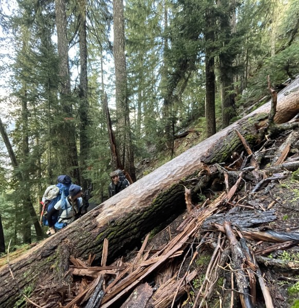 There was some deadfall on the path through the forest… PC: Joseph Chiao