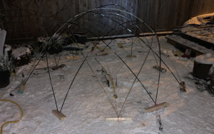 backyard mockup