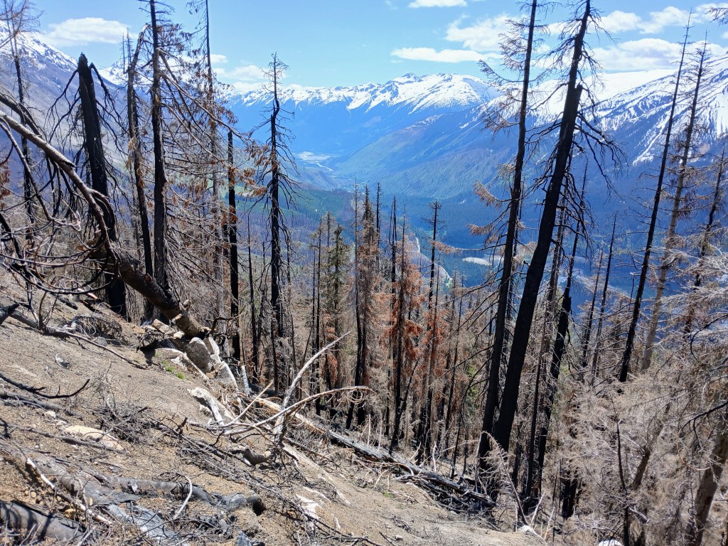 Burnt forest above Lillooet valley