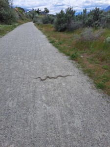 Lukas spotted a fairly big snake. If you look very closely, there's also a large silver T-Rex in someone's backyard...
