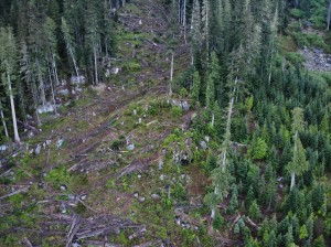 An aerial shot of that first cut block