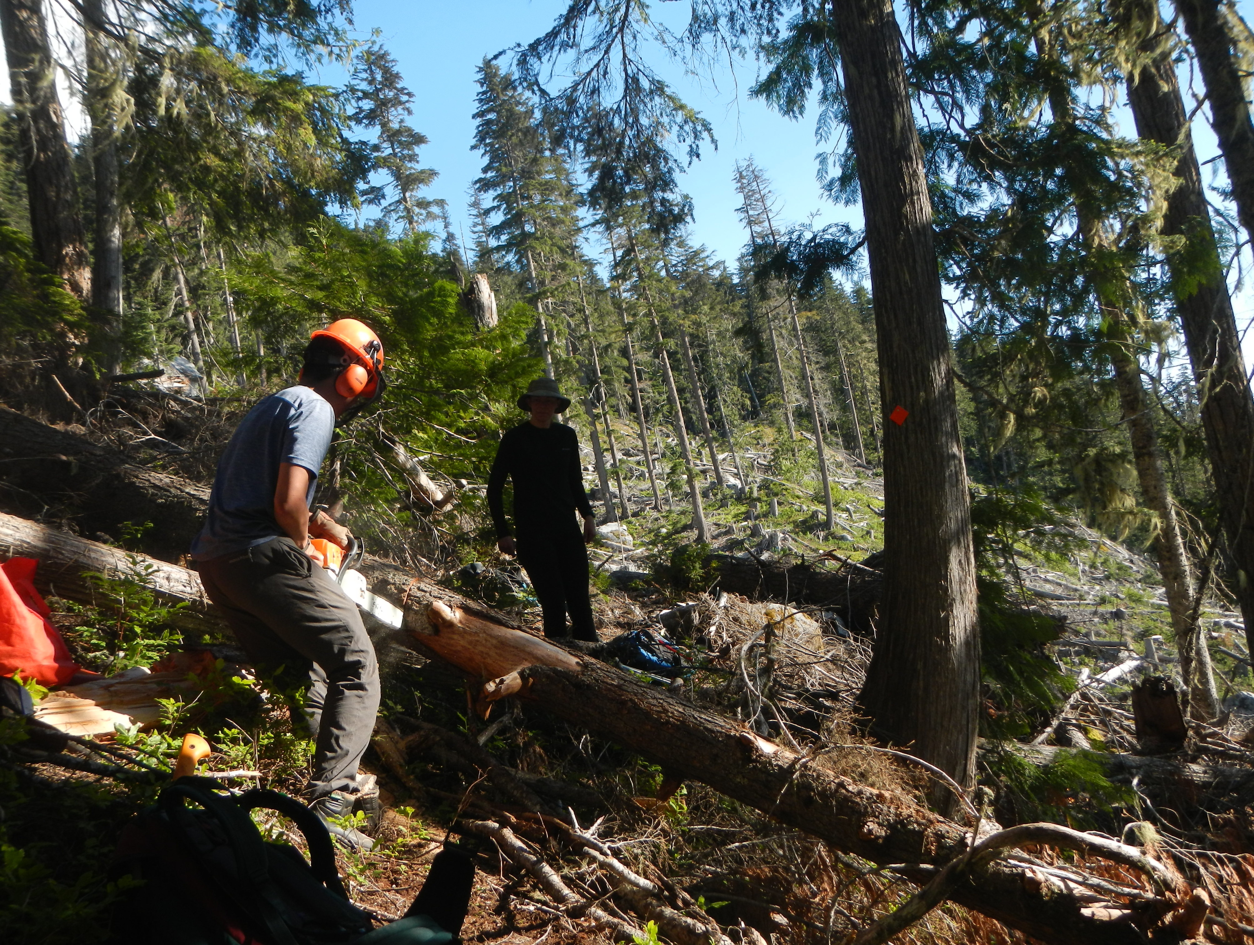 Some complex chainsaw jobs to be done here (Aaron L)