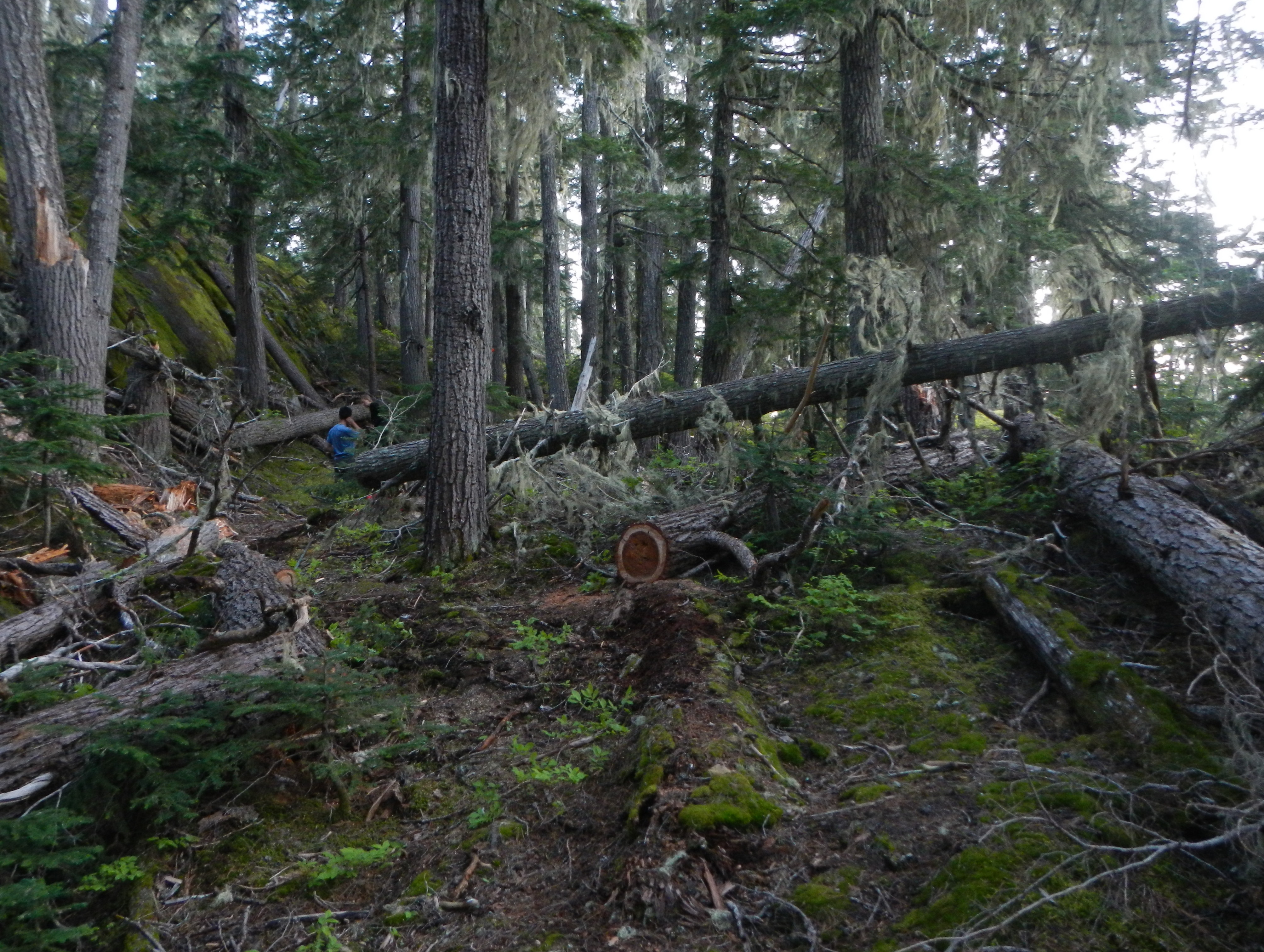 Trail cleared! (Aaron L)