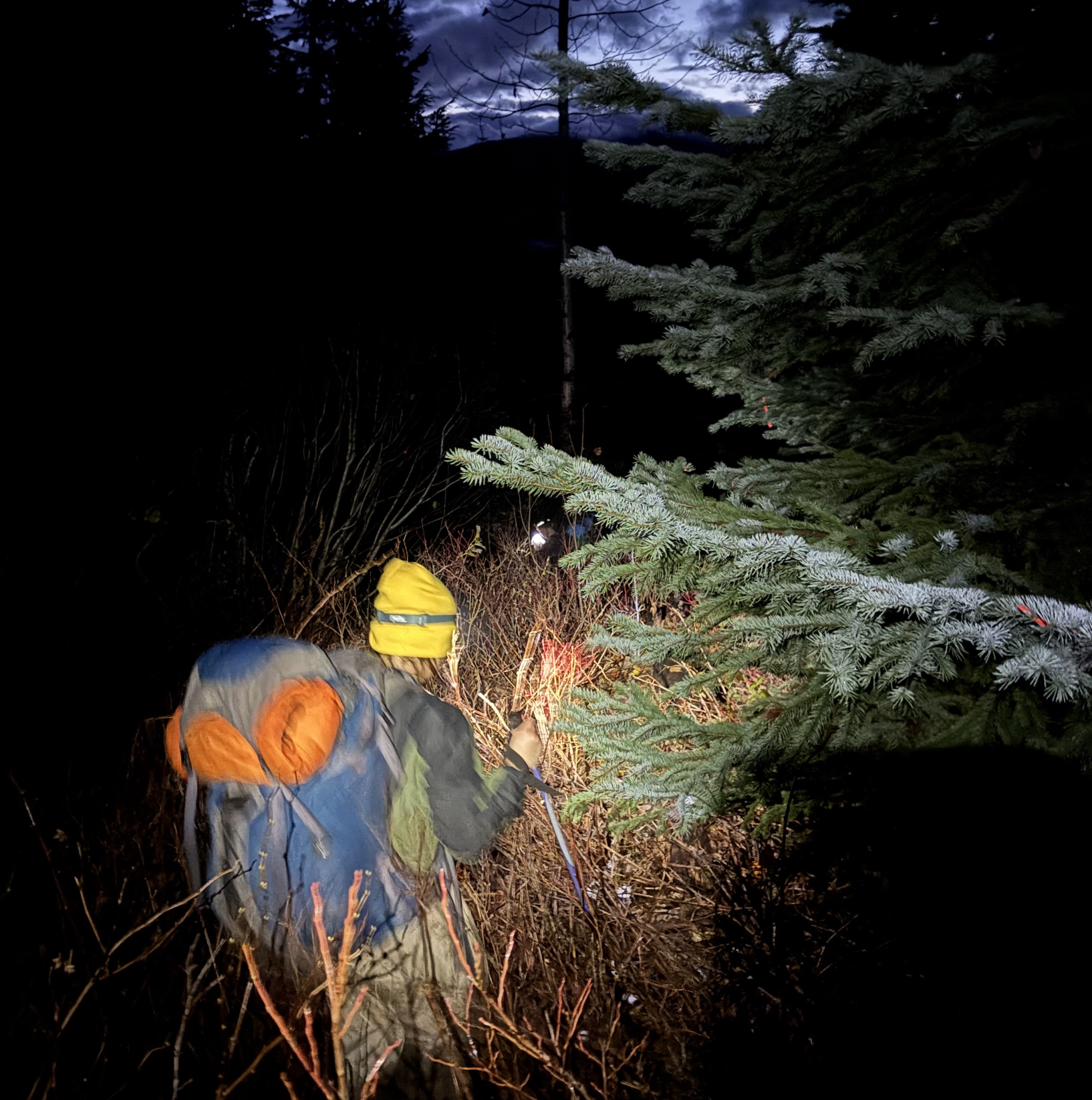 Making our way through the alders at night (Quintus Z)