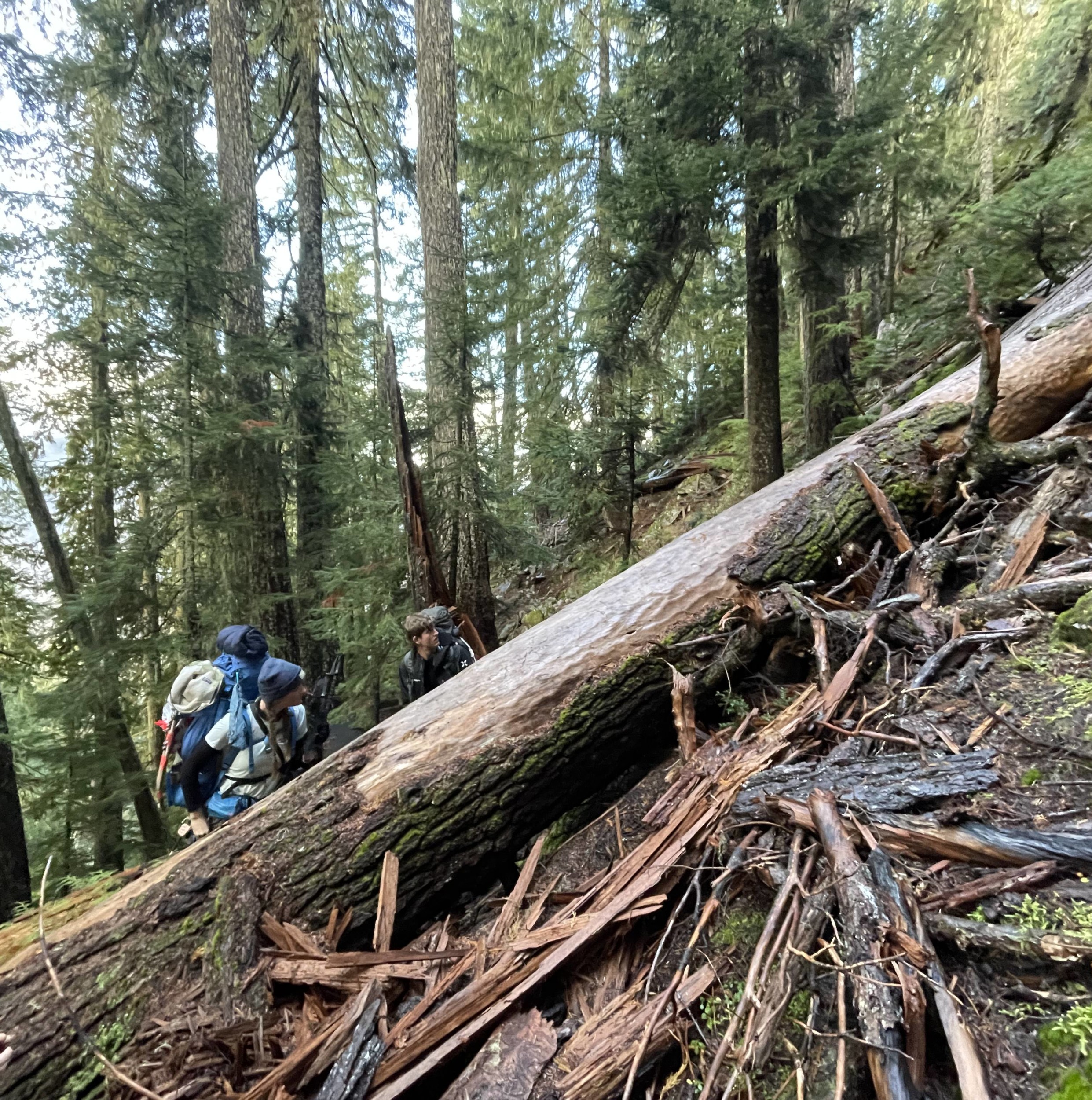 Fallen tree on the trail (Joseph C)