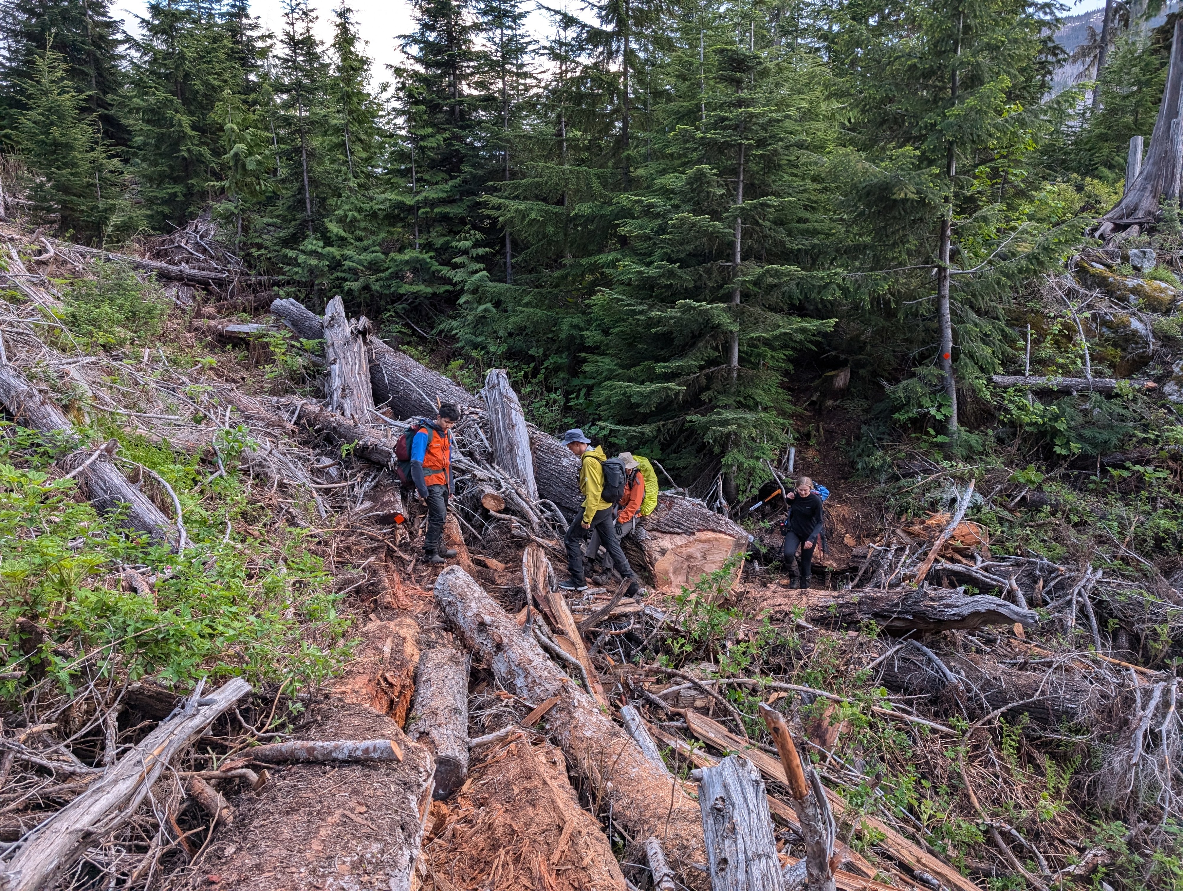 The finished product towards the far end. Note that a tunnel have been lopped through the trees to create a new trail. (Tom C)